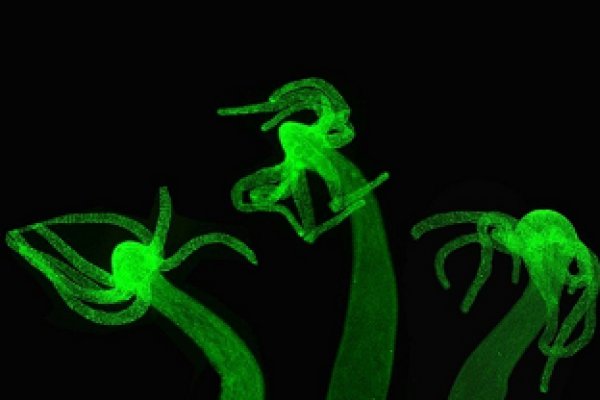 Практичные технологии рабочий кракен