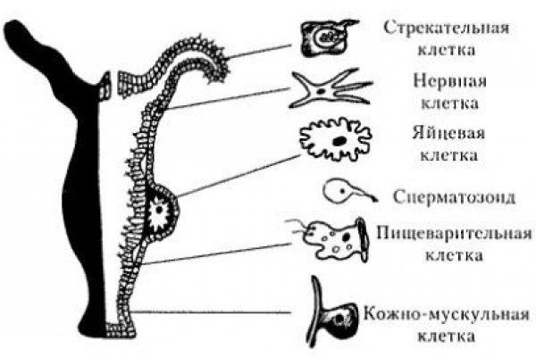 Кракен актуальное зеркало